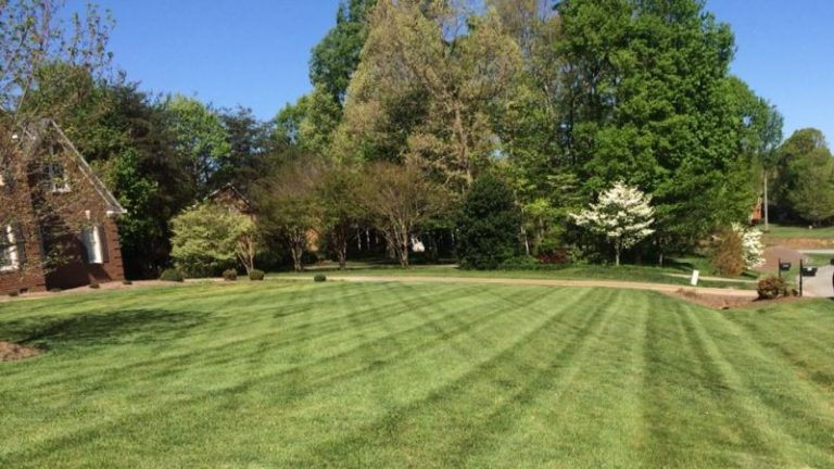 Give Your Lawn a Good Spring Cleanup